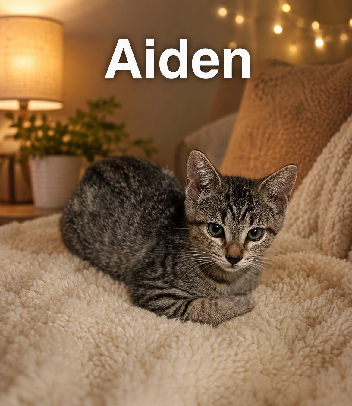 Aiden, Adoptable, Kitten Male Domestic Short Hair.