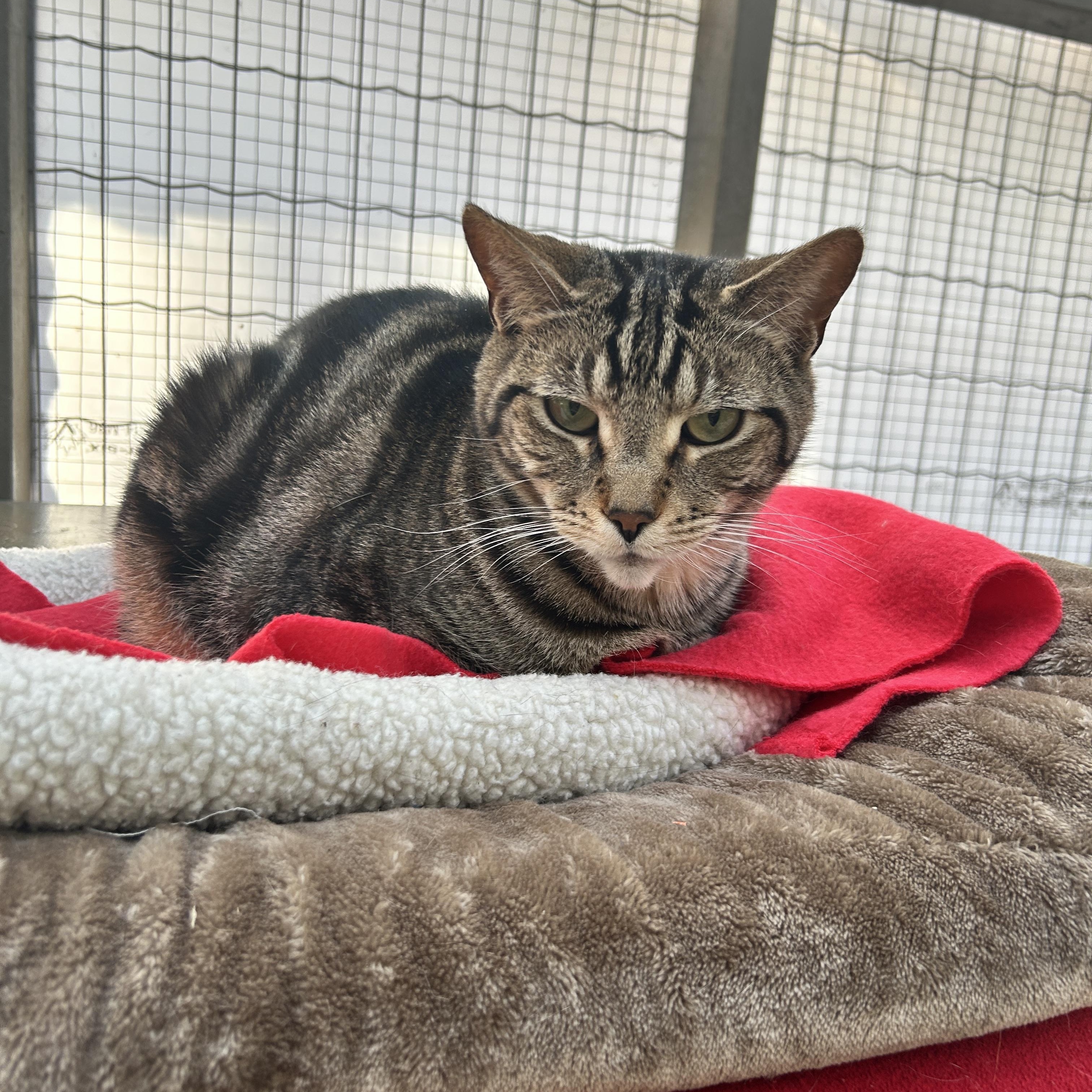 Blimey, ADOPTABLE, Senior Male Domestic Short Hair.