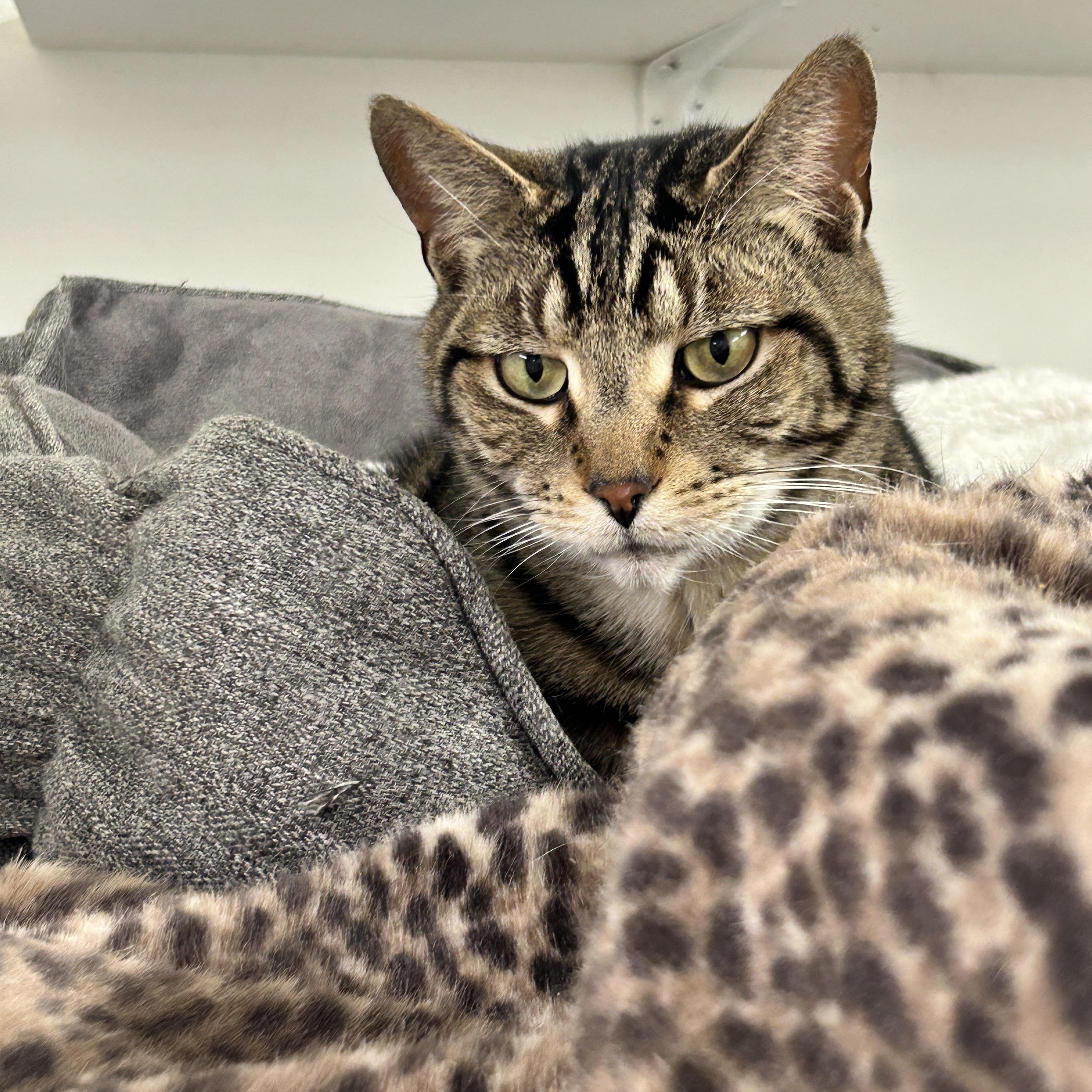 Blimey, ADOPTABLE, Senior Male Domestic Short Hair.