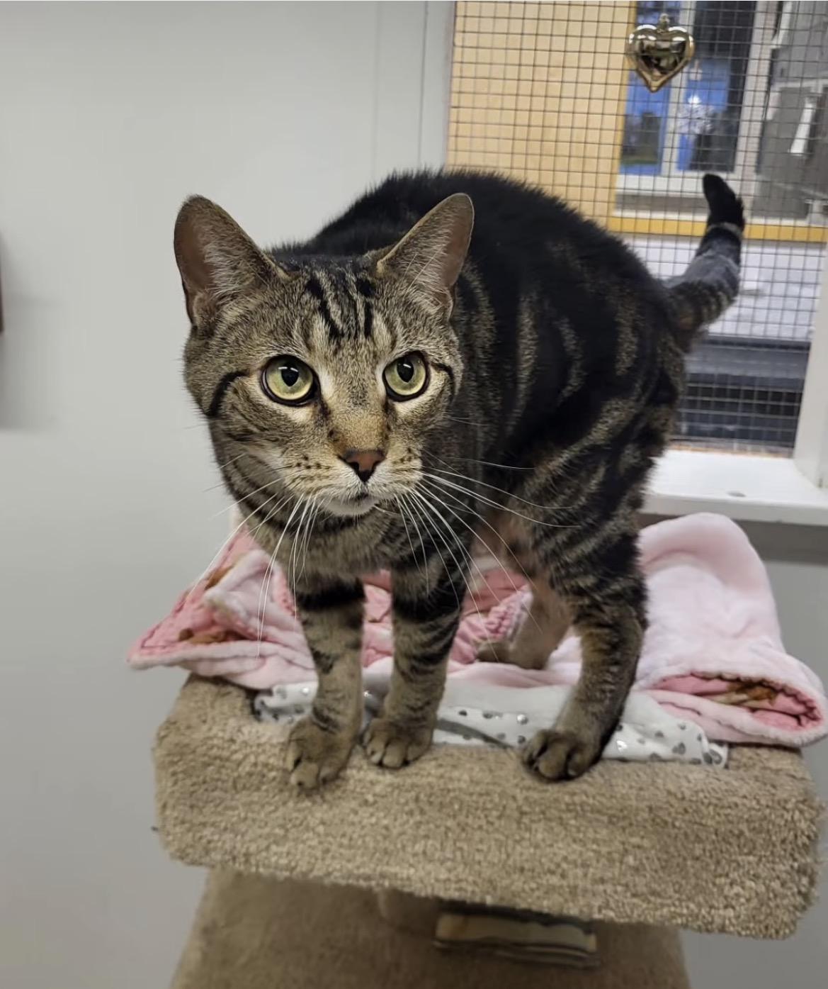 Enlarge Blimey, a ADOPTABLE Domestic Short Hair in Maple Ridge, BC image 2/5