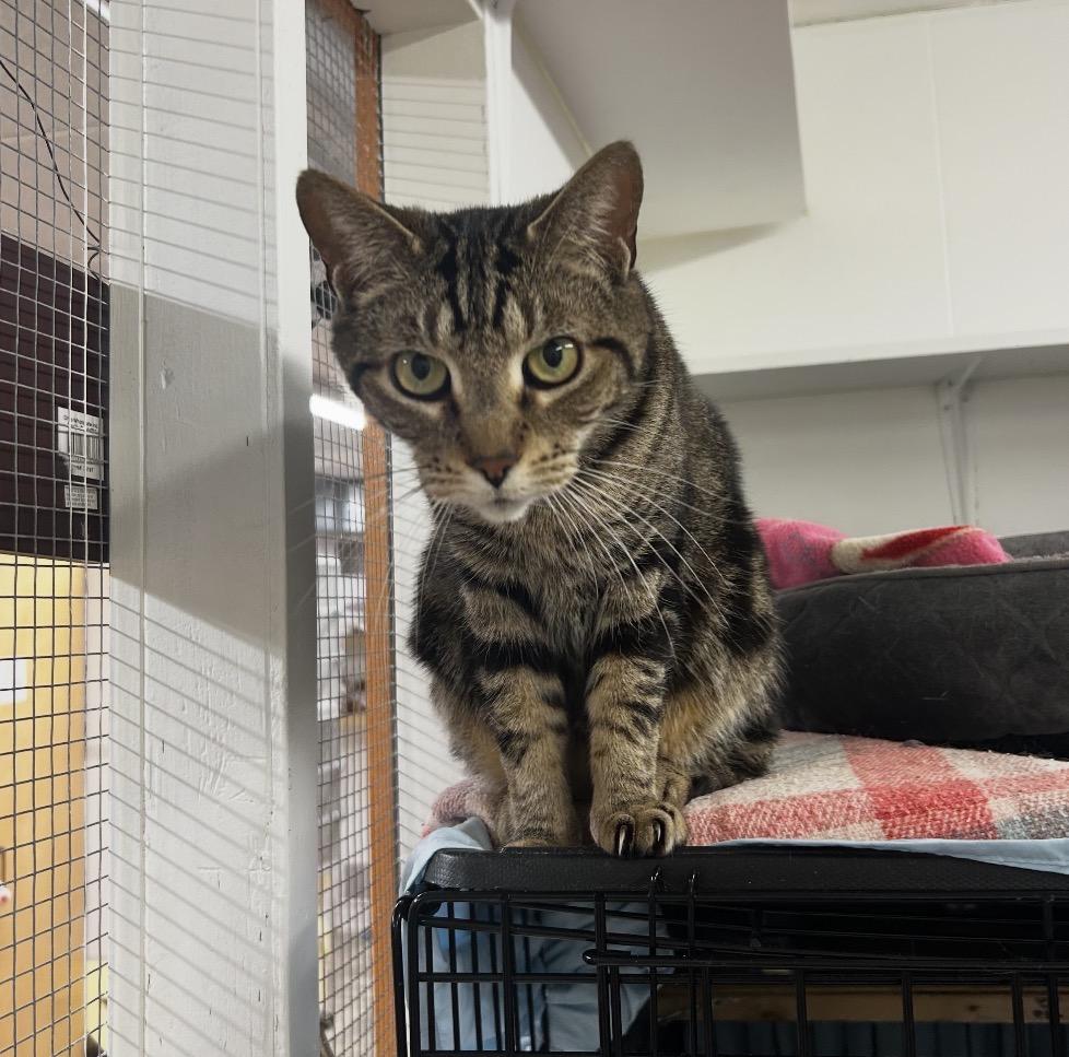 Enlarge Blimey, a ADOPTABLE Domestic Short Hair in Maple Ridge, BC image 5/5