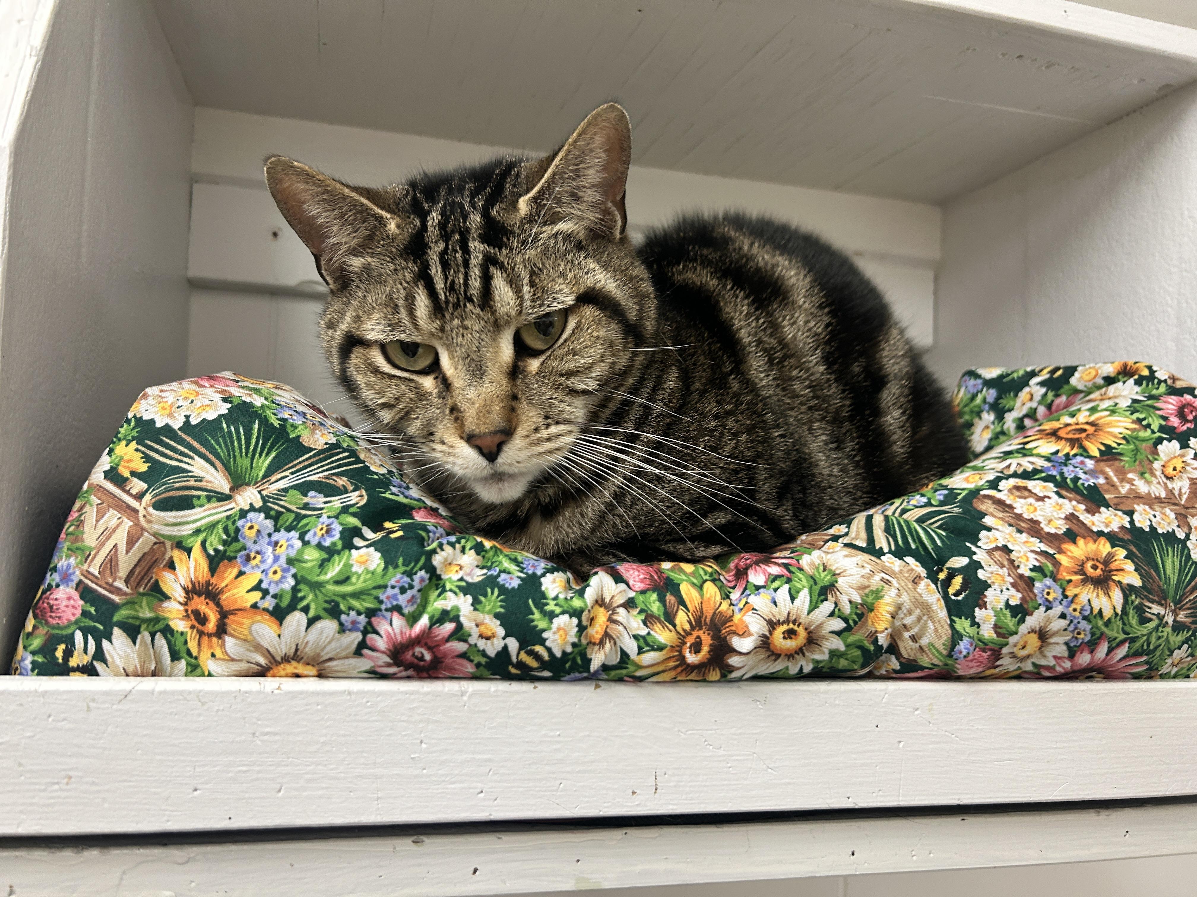 Enlarge Blimey, a ADOPTABLE Domestic Short Hair in Maple Ridge, BC image 3/5