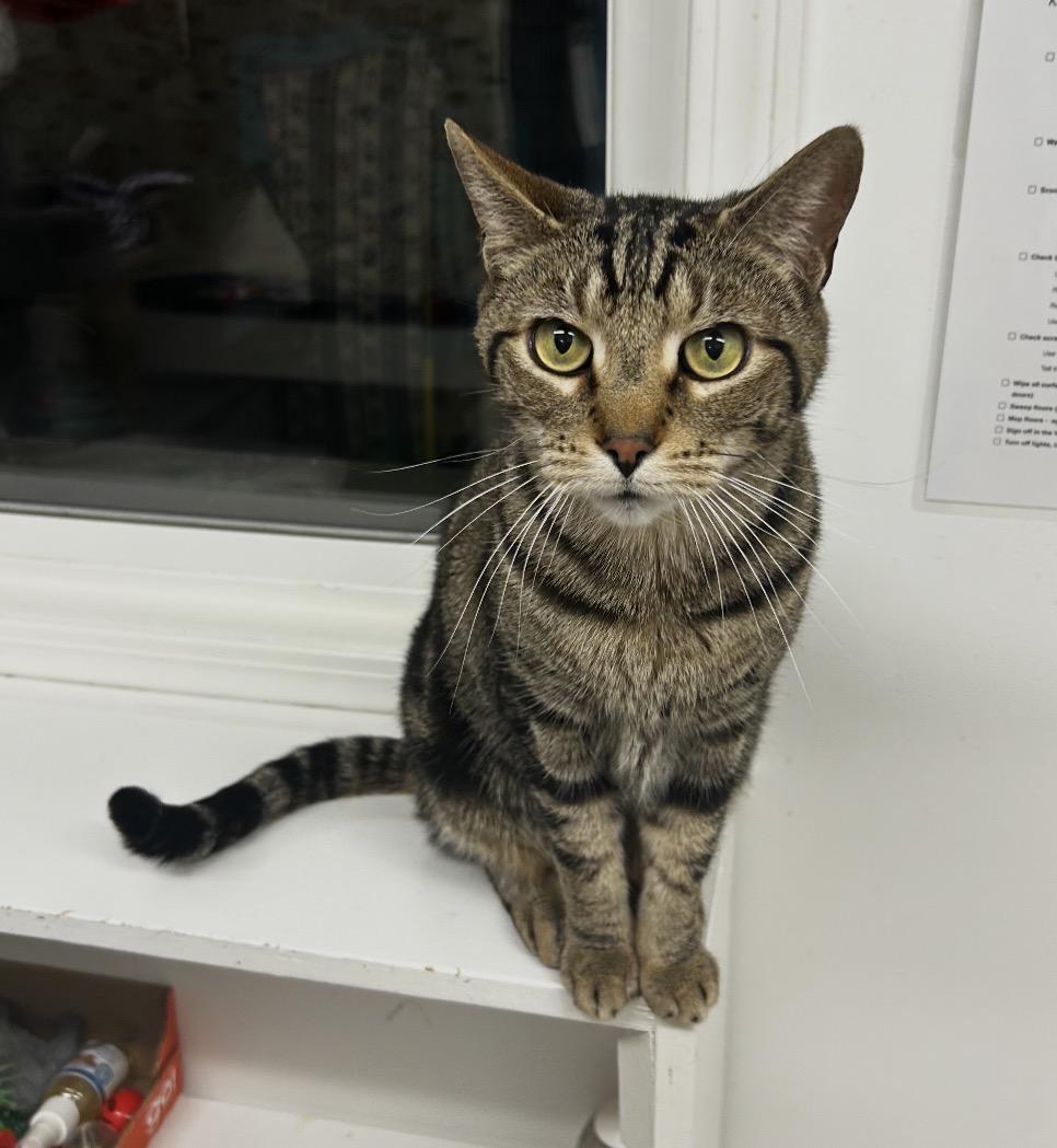 Enlarge Blimey, a ADOPTABLE Domestic Short Hair in Maple Ridge, BC image 4/5