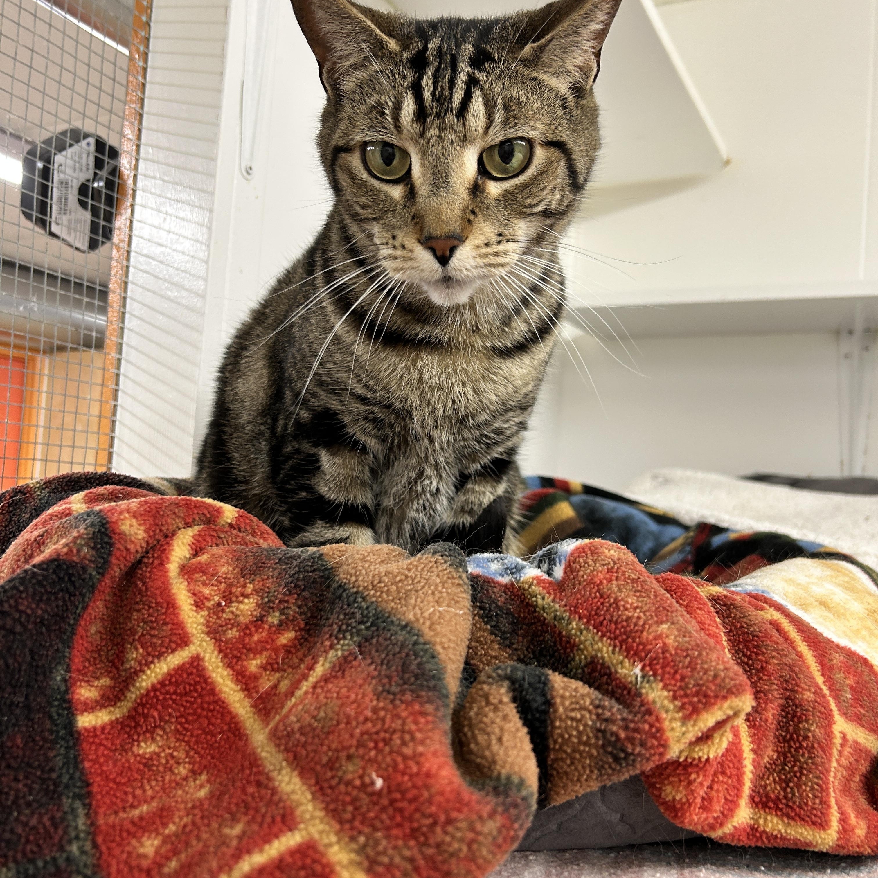 Blimey, ADOPTABLE, Senior Male Domestic Short Hair.