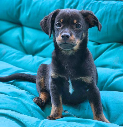 Sebastian, Adopted, Puppy Male Dachshund & Chihuahua.