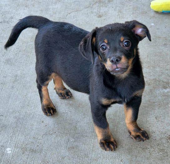 Sebastian, a Adopted mixed breed in Anaheim Hills, CA image 2/3