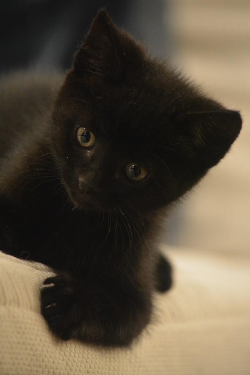Black Betty, Adoptable, Young Female Domestic Short Hair.