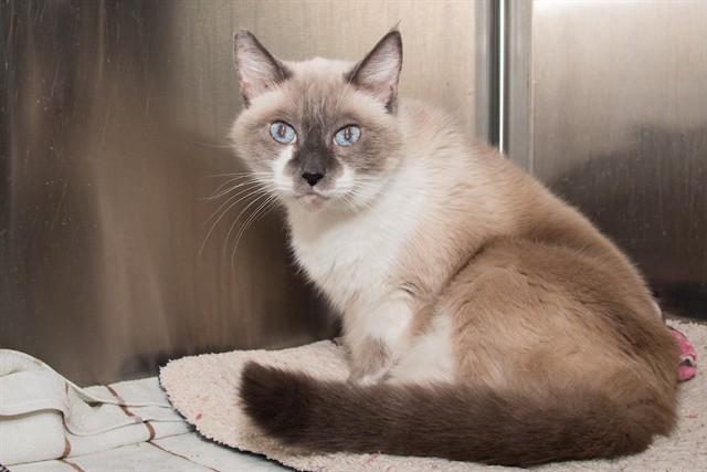 LUNA, Adoptable, Senior Female Domestic Short Hair.