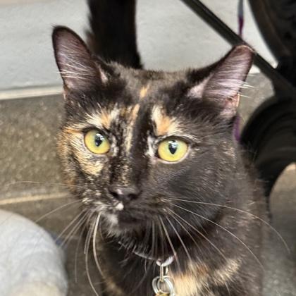 Shmole, adopted, Adult Female Domestic Short Hair.