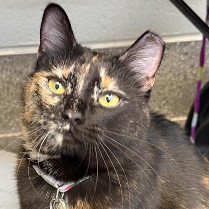 Shmole, an adopted Domestic Short Hair in Lansing, MI image 2/2