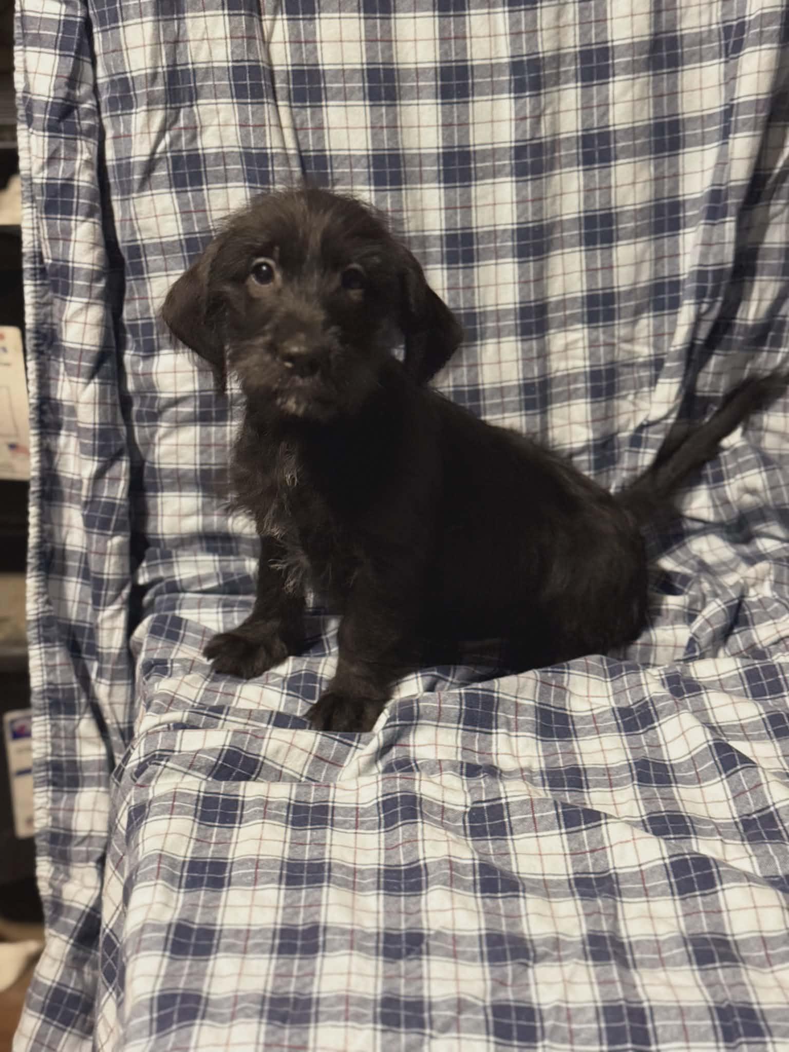 Ellie (Scott-Fostered in TN), adopted, Puppy Female Labradoodle & Dachshund.