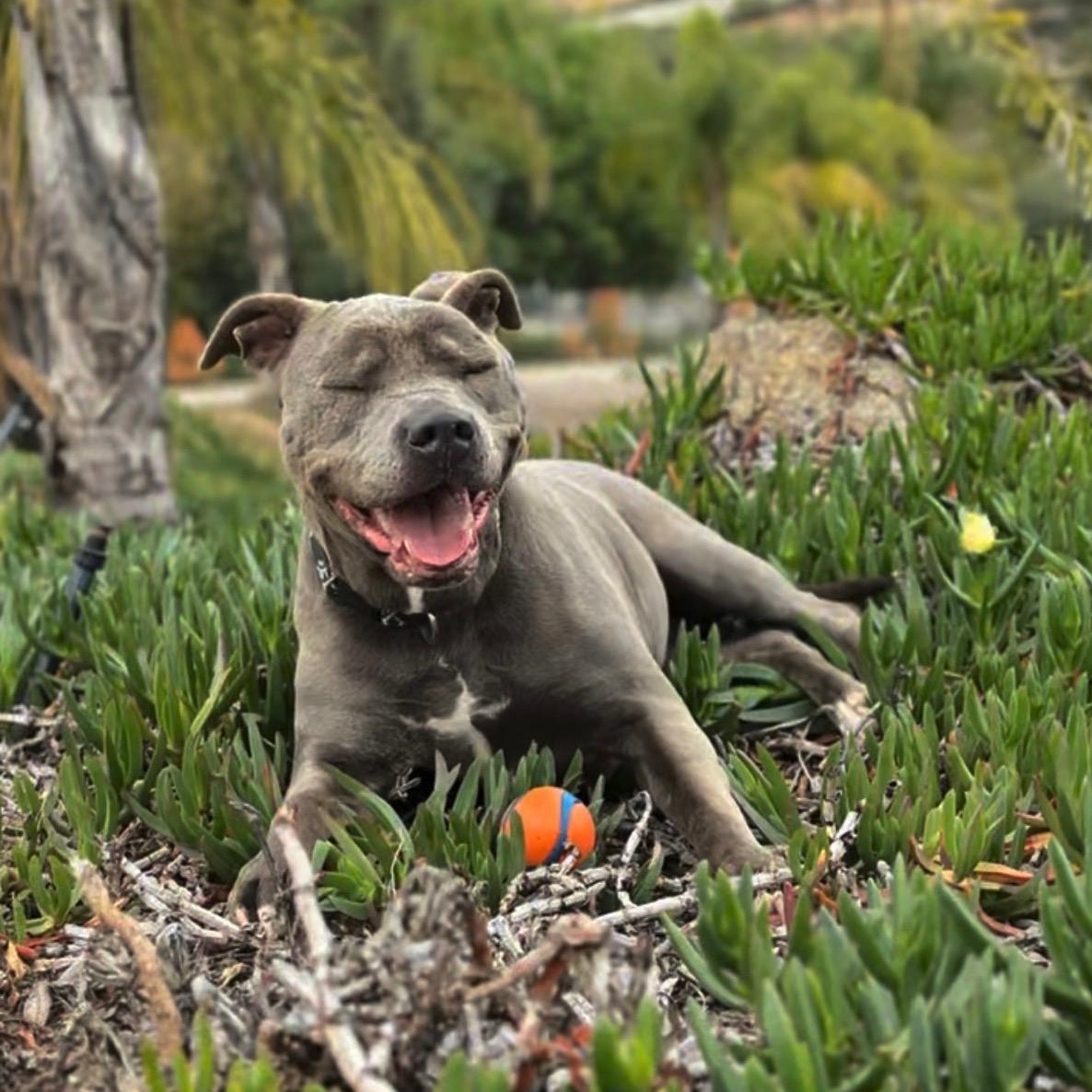 Nala (courtesy post), ADOPTABLE, Adult Female Pit Bull Terrier.