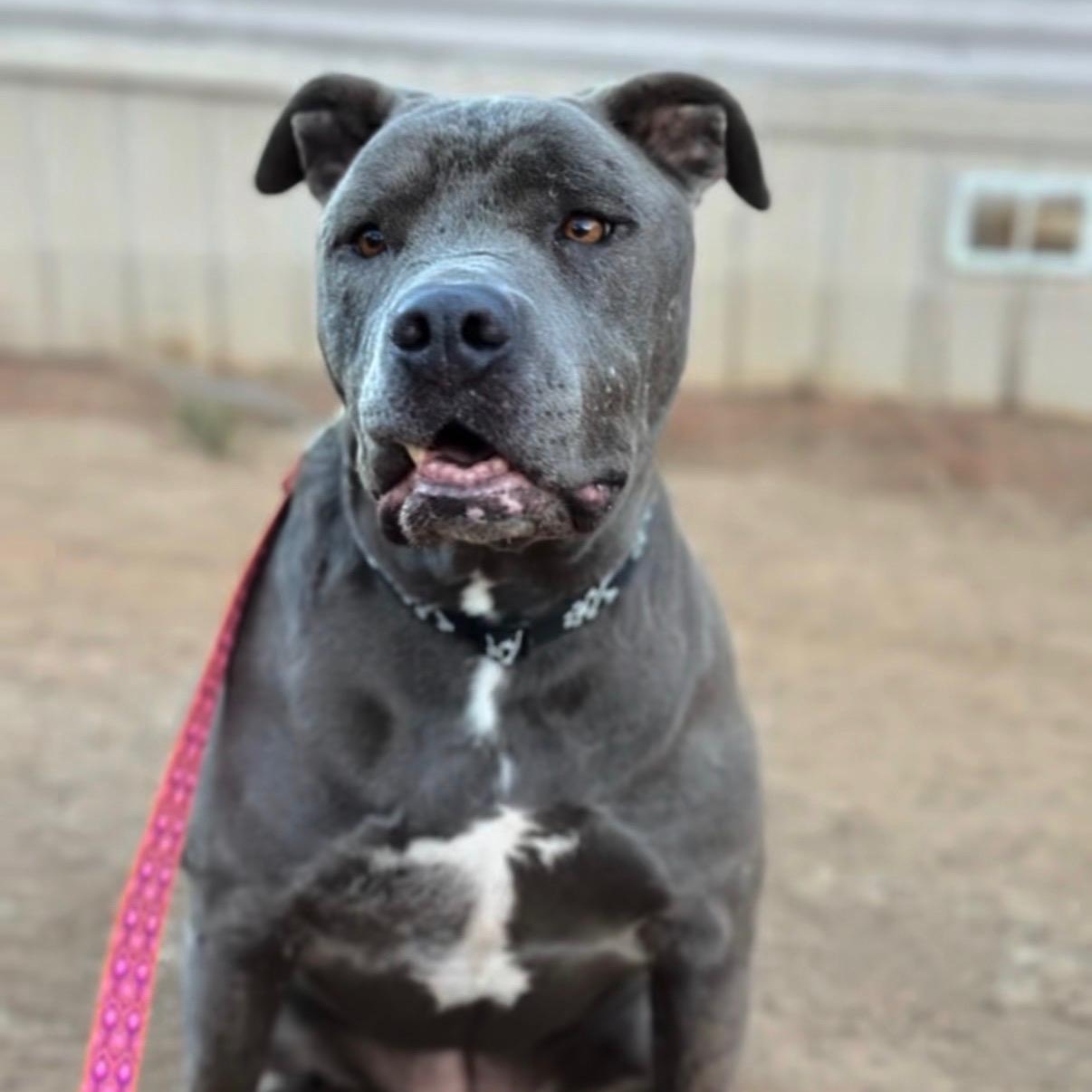 Enlarge Nala (courtesy post), a ADOPTABLE Pit Bull Terrier in San Diego, CA image 6/6