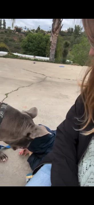 Enlarge Nala (courtesy post), a ADOPTABLE Pit Bull Terrier in San Diego, CA video 5/6