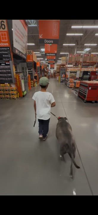 Enlarge Nala (courtesy post), a ADOPTABLE Pit Bull Terrier in San Diego, CA video 4/6
