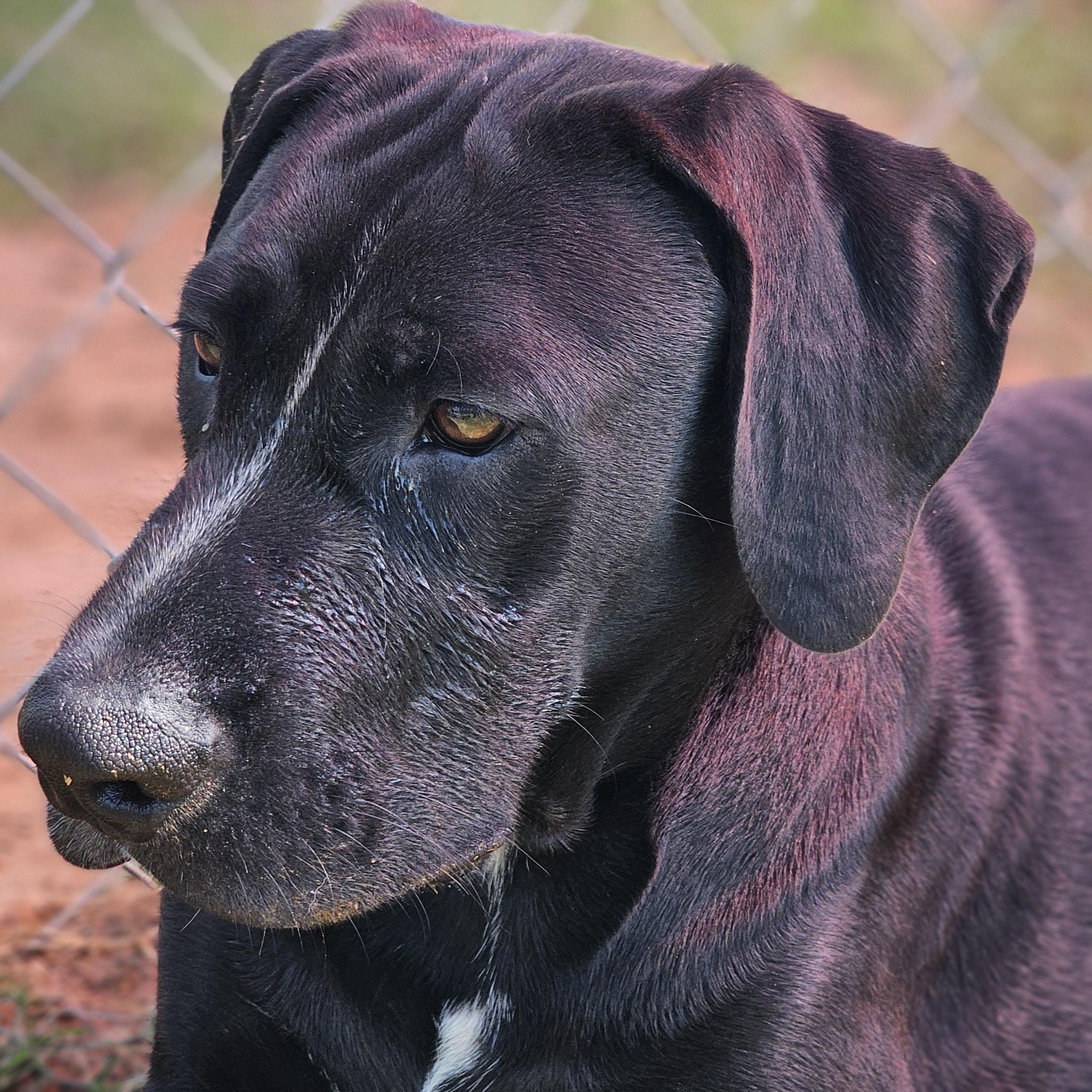 Jet, a Adoptable mixed breed in Harrisburg, PA image 4/4