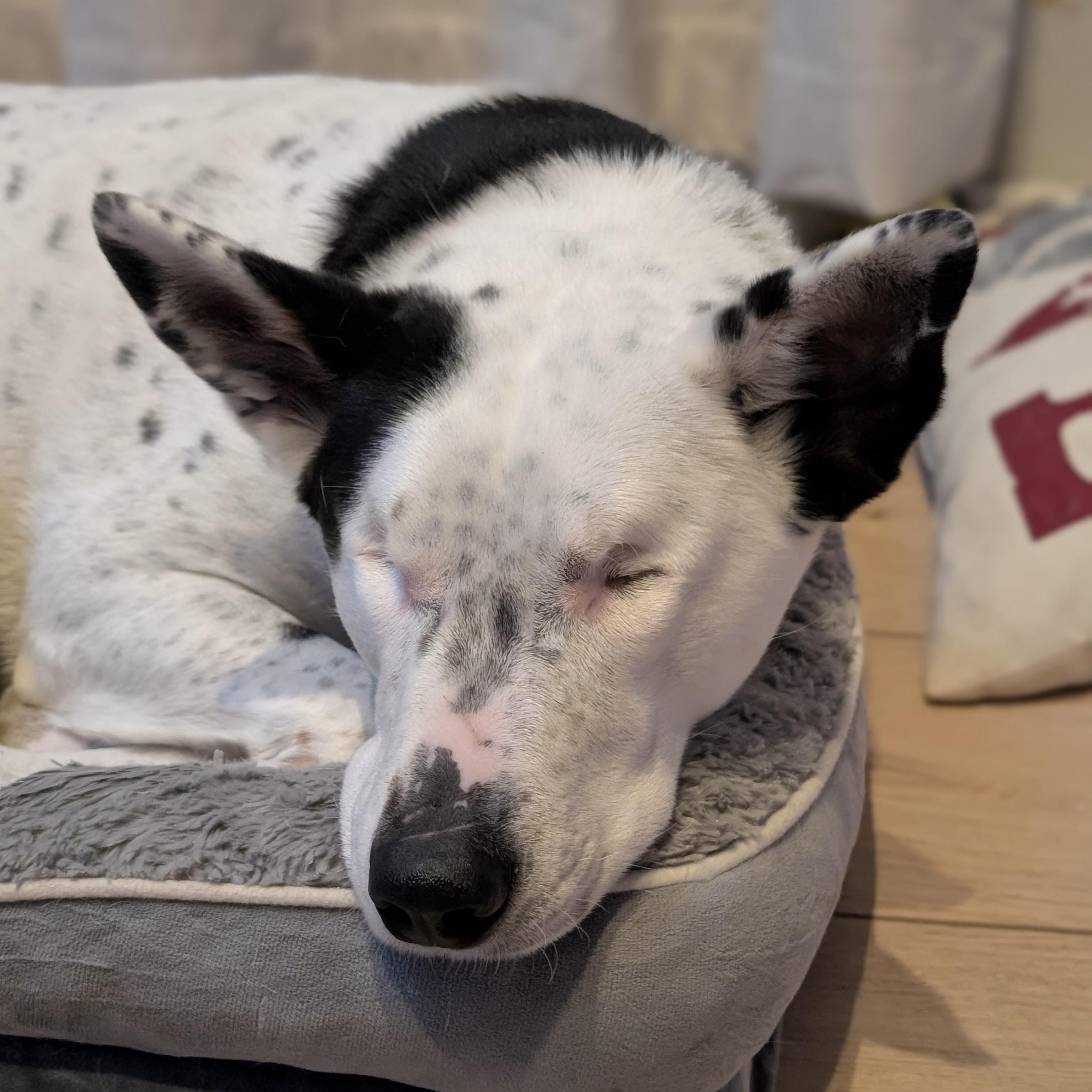 Hedy, adoptable, Adult Male Australian Cattle Dog / Blue Heeler.