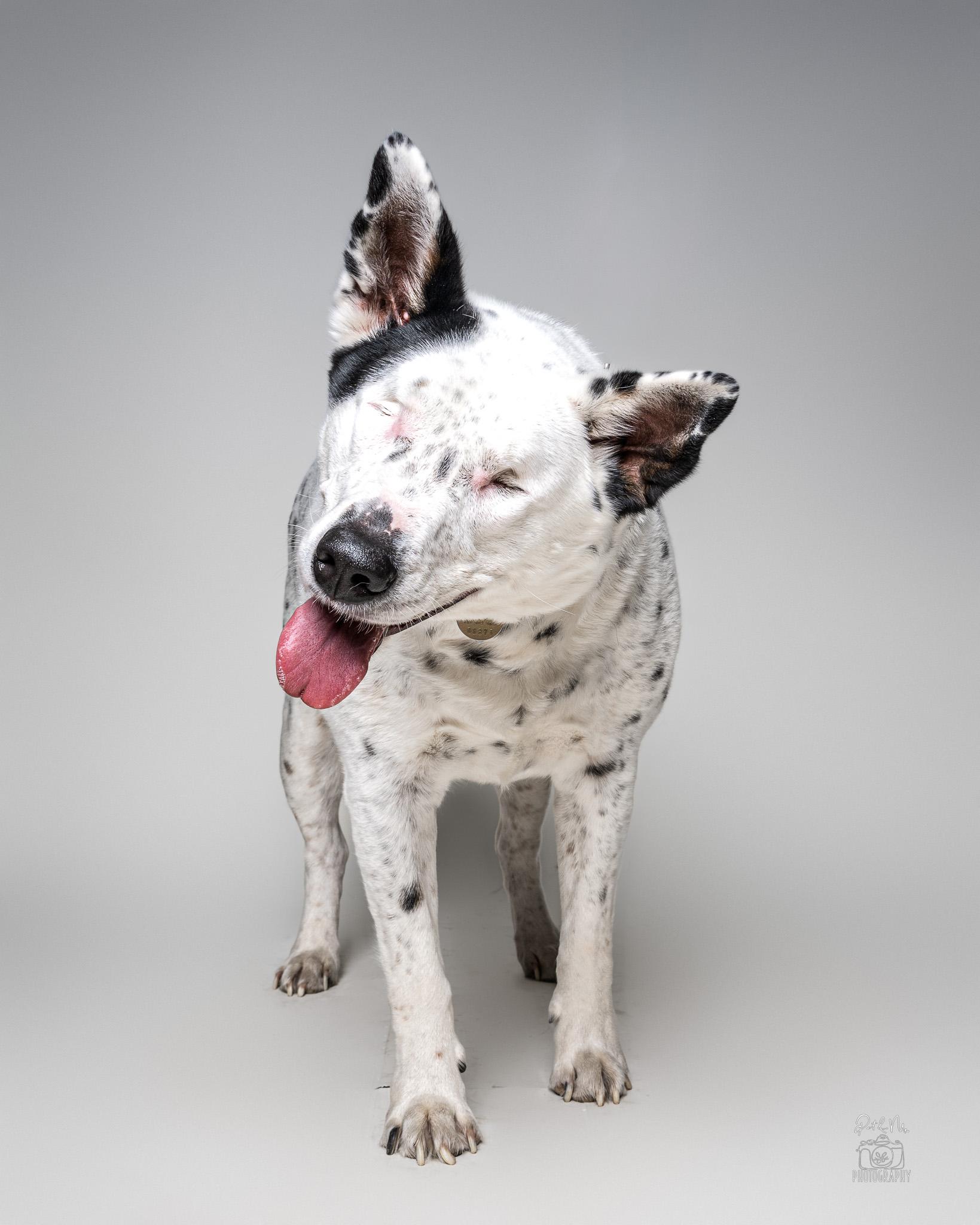 Hedy, an adoptable mixed breed in Itasca, IL image 3/5