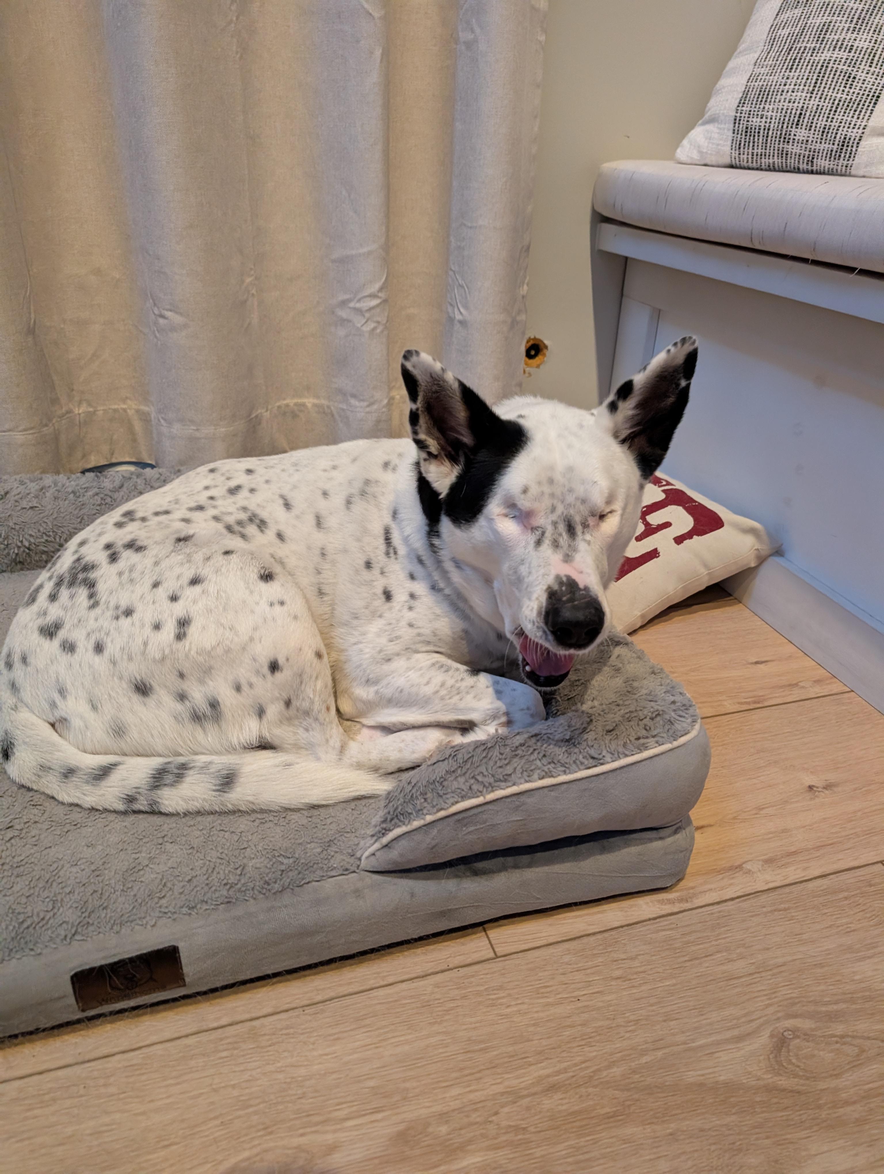 Hedy, an adoptable mixed breed in Itasca, IL image 2/2