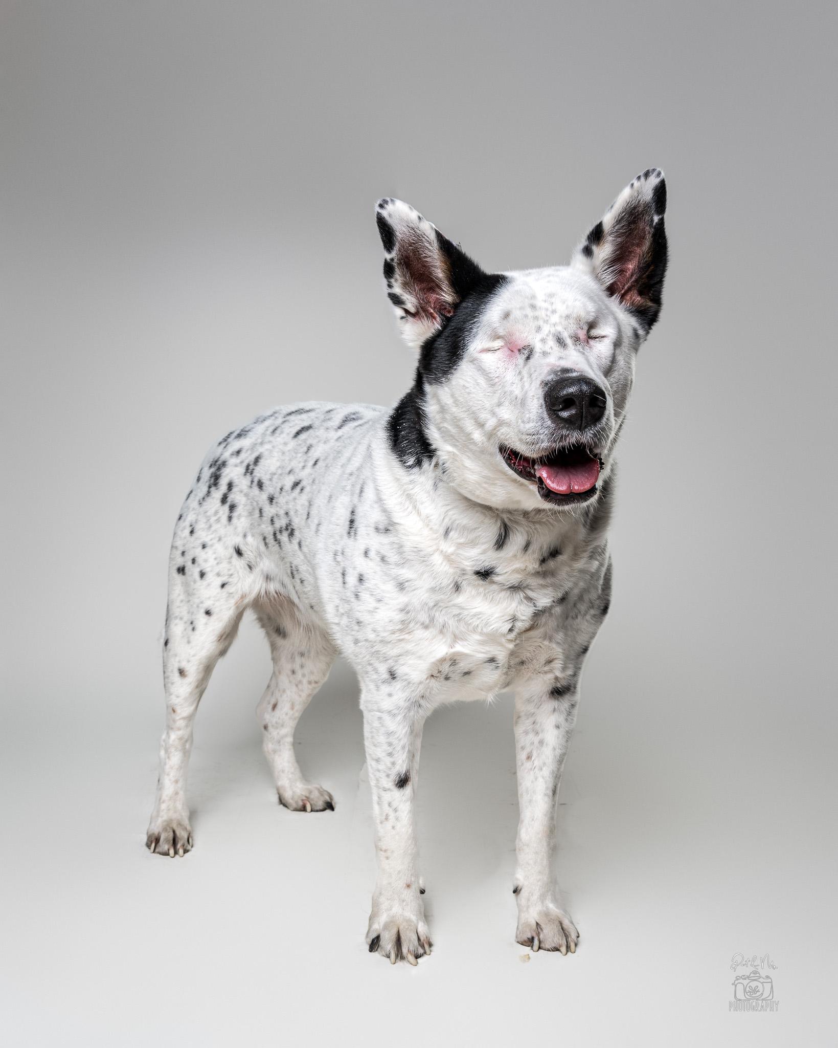 Hedy, an adoptable mixed breed in Itasca, IL image 2/5