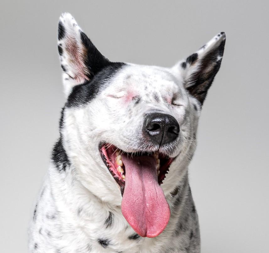 Hedy, adoptable, Adult Female Australian Cattle Dog / Blue Heeler.
