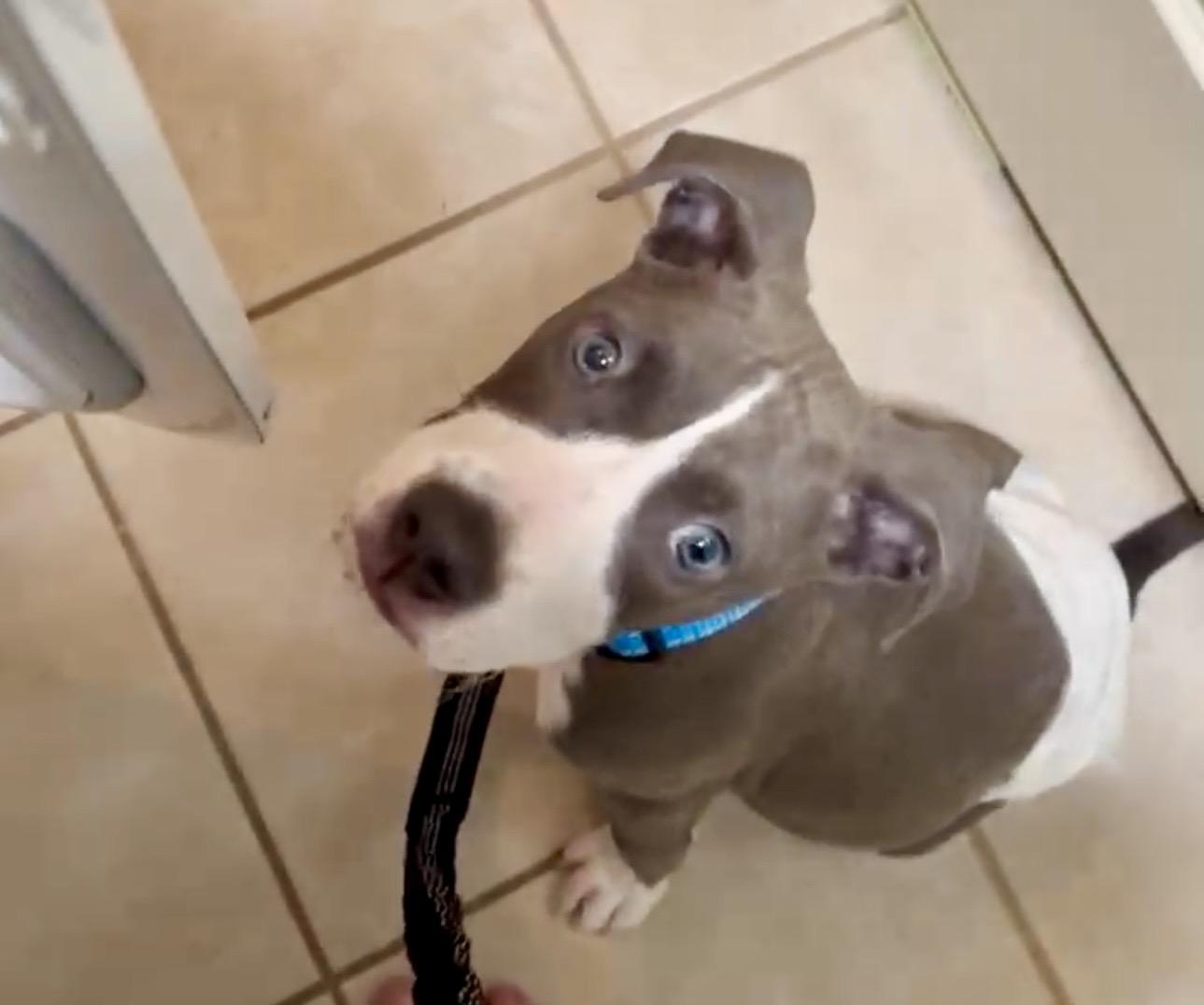 Slade, ADOPTABLE, Puppy Male Pit Bull Terrier.