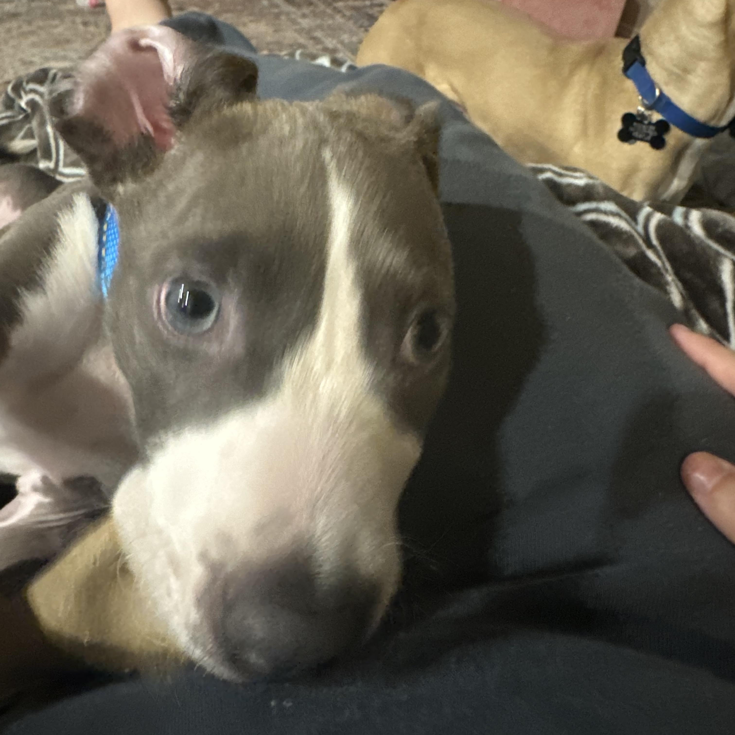 Enlarge Slade, a ADOPTABLE Pit Bull Terrier in Forney, TX image 3/3