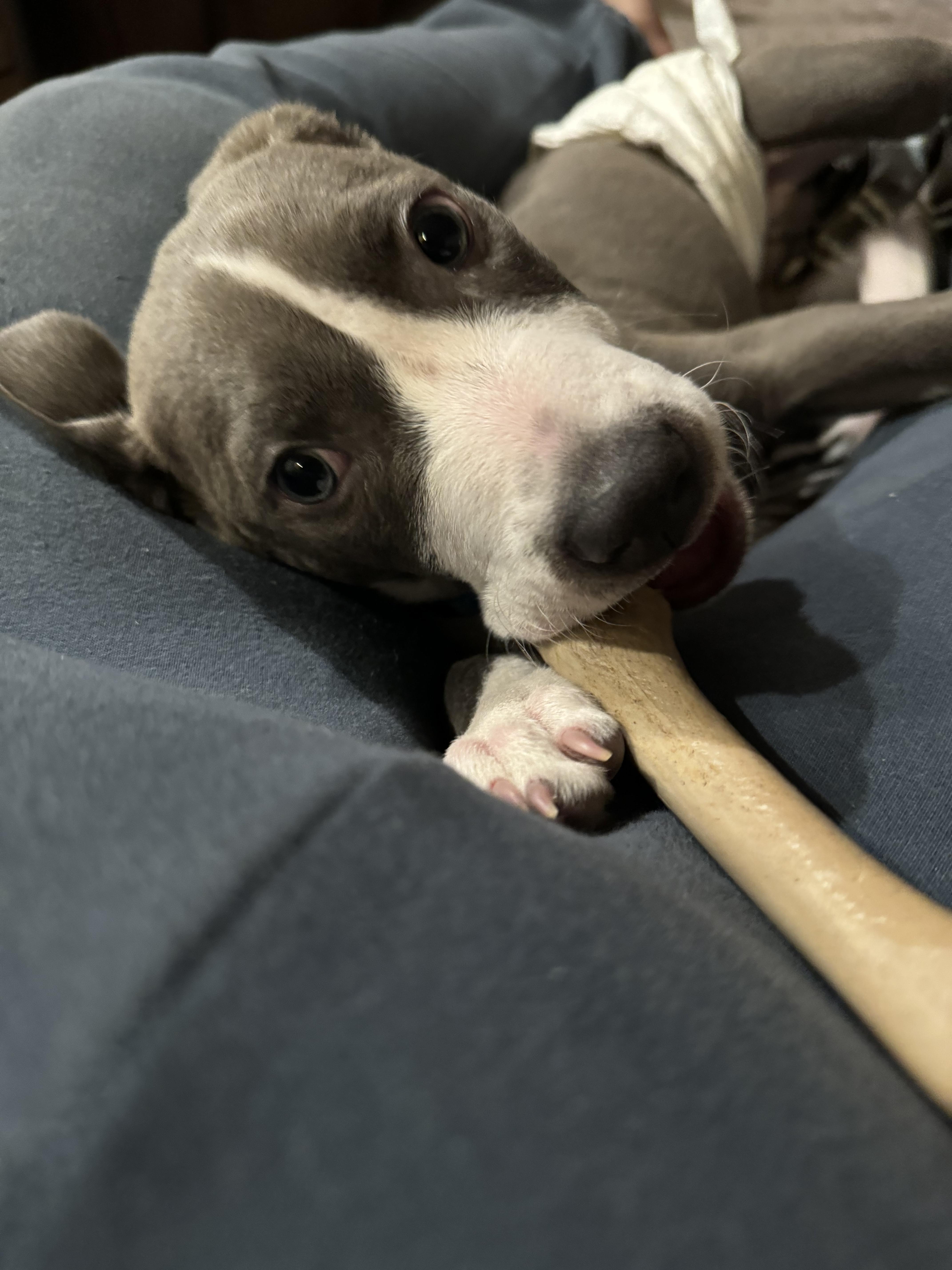 Enlarge Slade, a ADOPTABLE Pit Bull Terrier in Forney, TX image 2/3