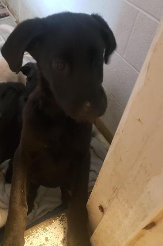 Enlarge brady bunch litter (lab puppies) bobby, a Adoptable mixed breed in Tappahannock, VA image 1/1