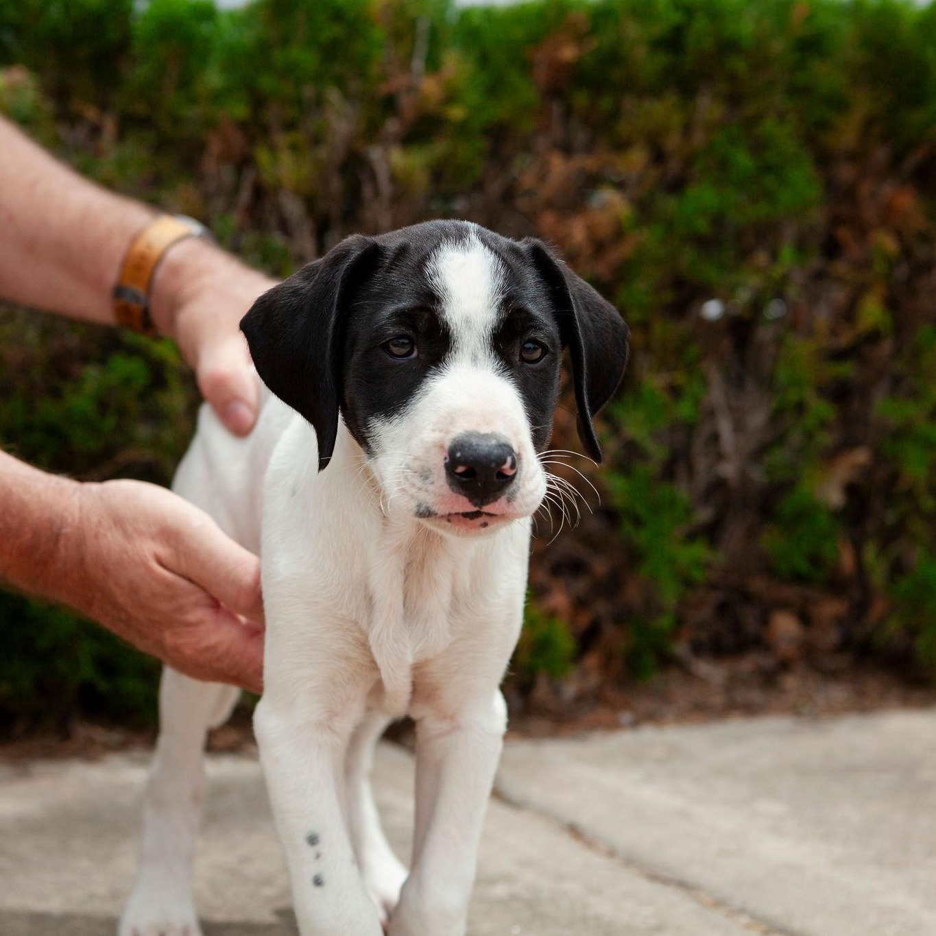 Hilda, Adoptable, Puppy Female English Pointer.