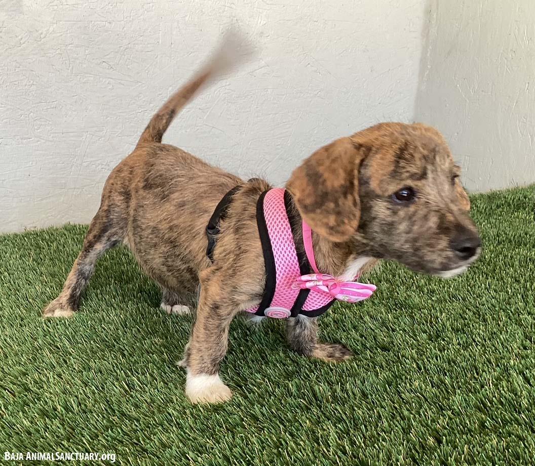 Enlarge Sarah, an adopted mixed breed in San Diego, CA image 4/4