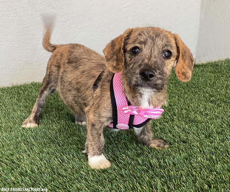 Enlarge Sarah, an adopted mixed breed in San Diego, CA image 2/4