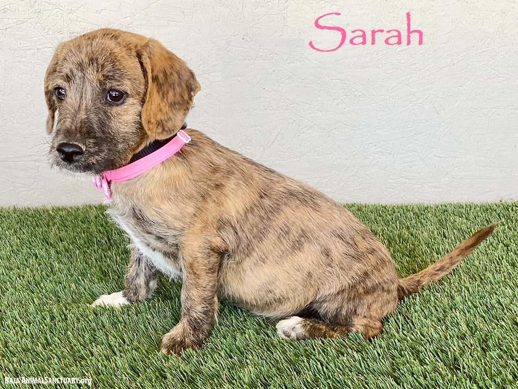 Sarah, adopted, Puppy Female Miniature Schnauzer & Dachshund.