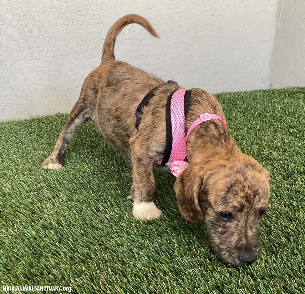 Enlarge Sarah, an adopted mixed breed in San Diego, CA image 3/4