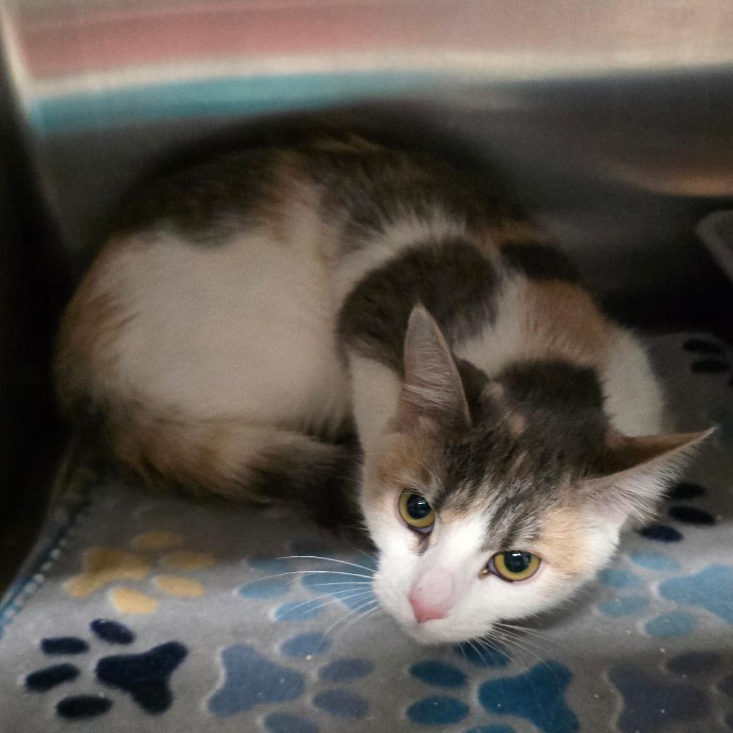 Rhiannon, Adoptable, Young Female Domestic Short Hair.