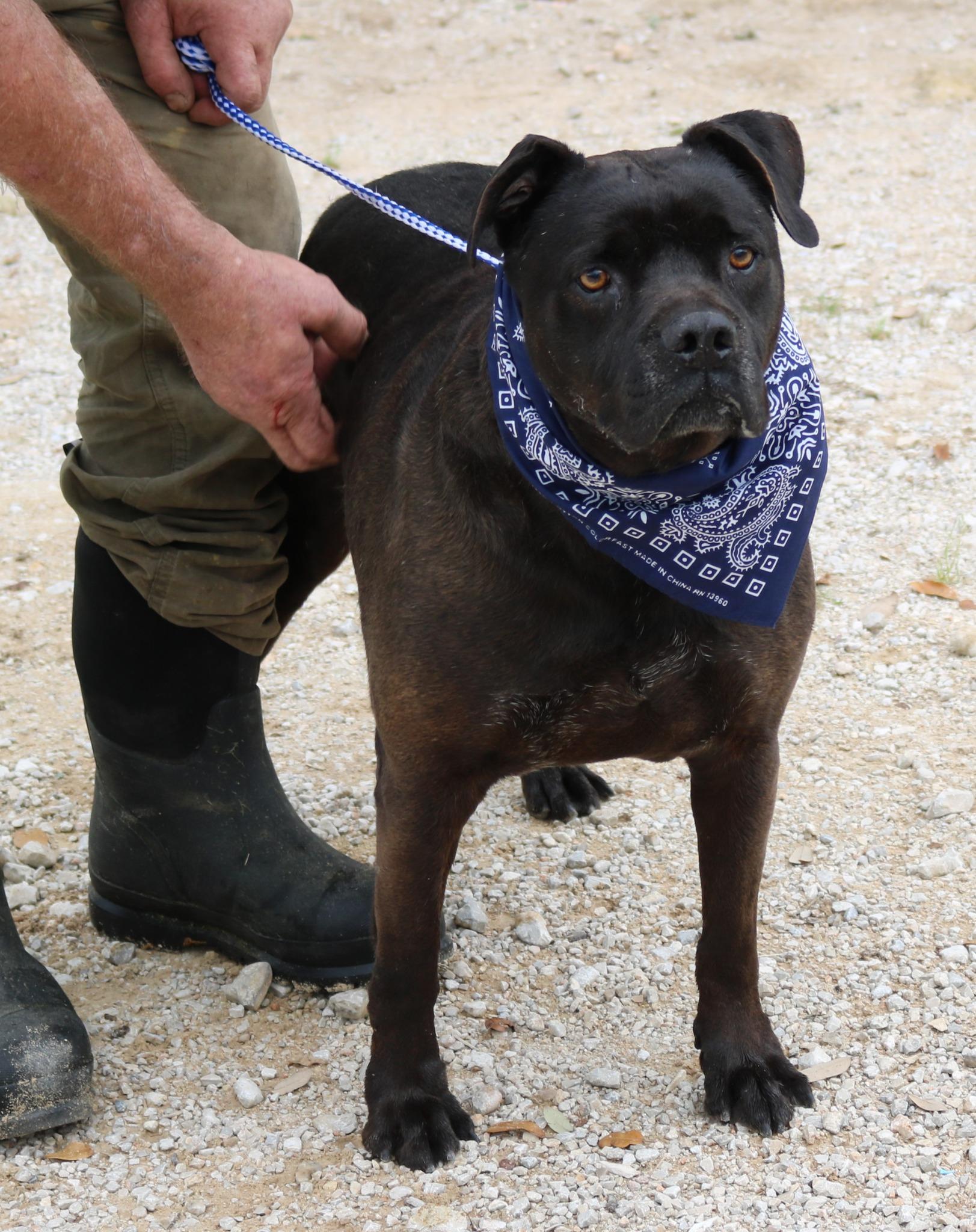 Enlarge Bob, a ADOPTABLE mixed breed in Bandera, TX image 2/2