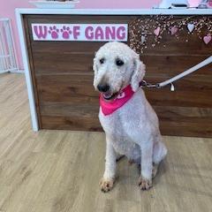 Charlie Richmond #7401, Adoptable, Adult Male Goldendoodle.