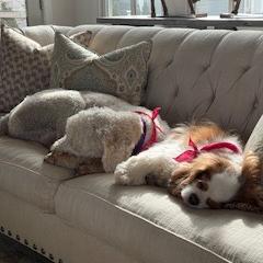 Enlarge Charlie Richmond #7401, a Adoptable mixed breed in Louisville, KY image 2/6