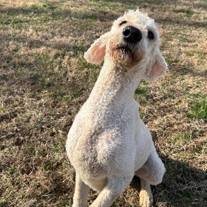 Enlarge Charlie Richmond #7401, a Adoptable mixed breed in Louisville, KY image 3/6