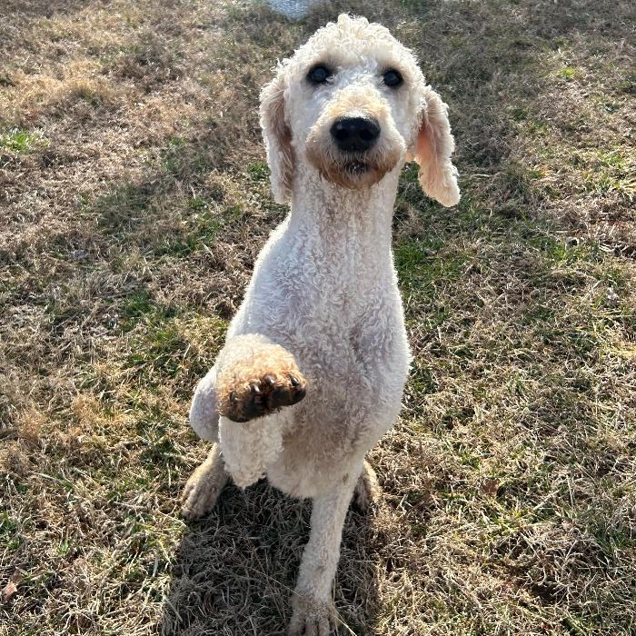 Enlarge Charlie Richmond #7401, a Adoptable mixed breed in Louisville, KY image 4/6