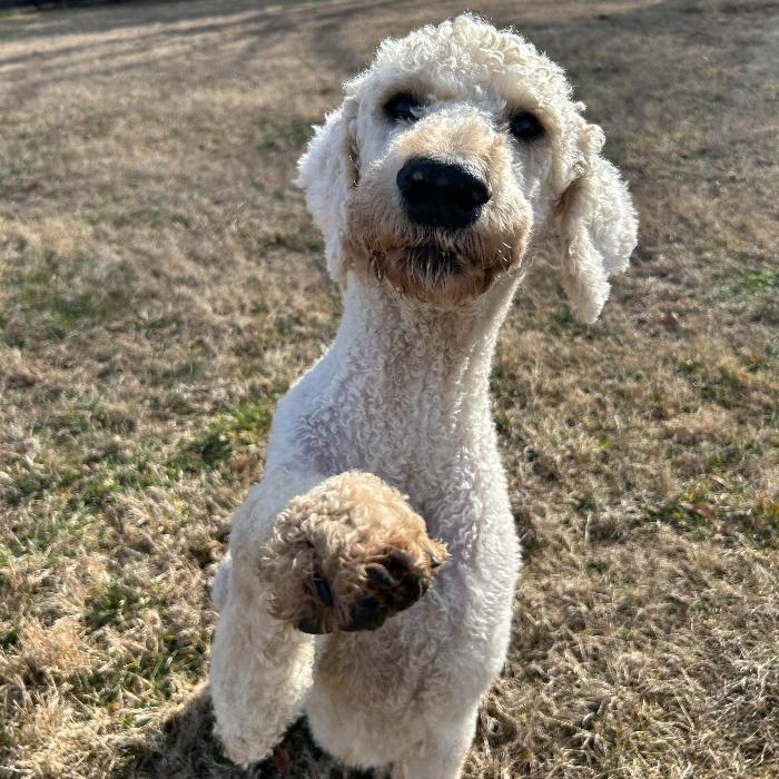 Enlarge Charlie Richmond #7401, a Adoptable mixed breed in Louisville, KY image 5/6