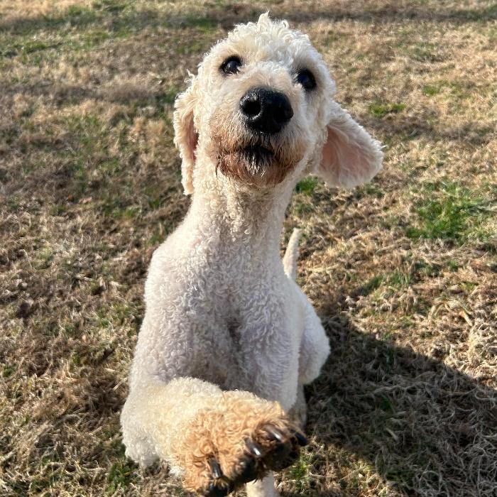 Enlarge Charlie Richmond #7401, a Adoptable mixed breed in Louisville, KY image 6/6
