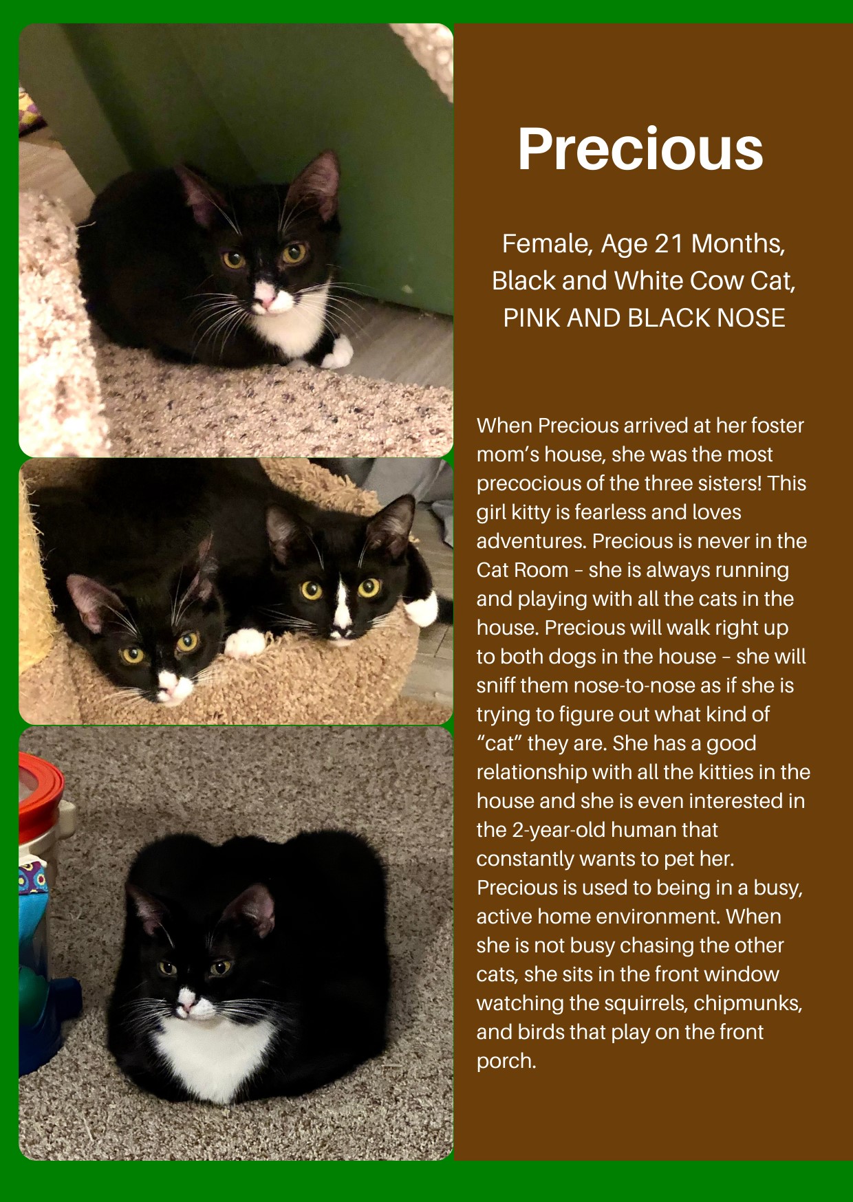 Precious, Adoptable, Adult Female Domestic Short Hair.