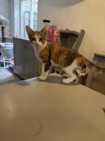 Seaweed, Adoptable, Young Female Domestic Short Hair.