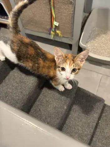 Seaweed, a Adoptable Domestic Short Hair in Grand Rapids, MI image 2/3