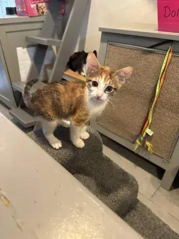Seaweed, a Adoptable Domestic Short Hair in Grand Rapids, MI image 3/3