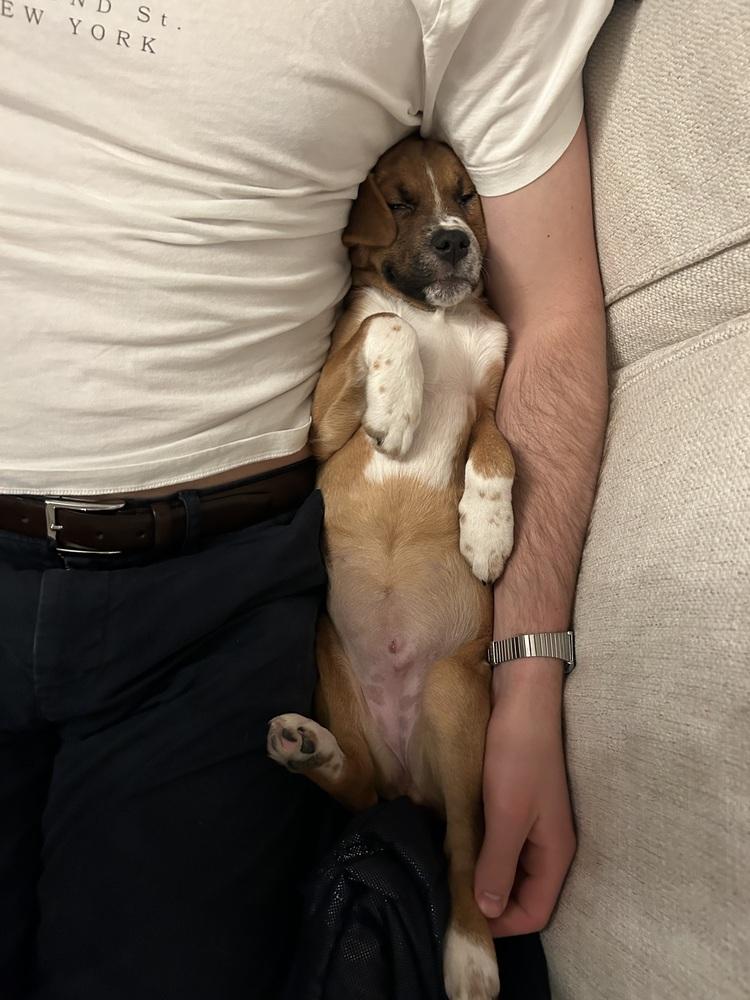 Euphoria, a Adoptable mixed breed in Manhattan, NY image 1/2