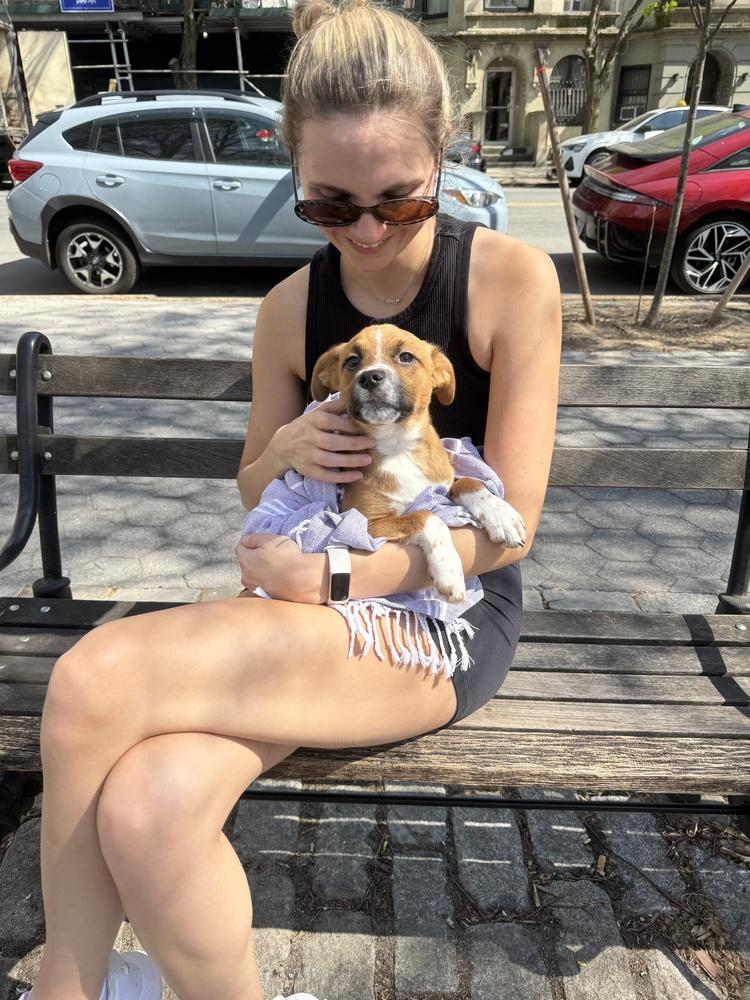 Euphoria, a Adoptable mixed breed in Manhattan, NY image 2/2
