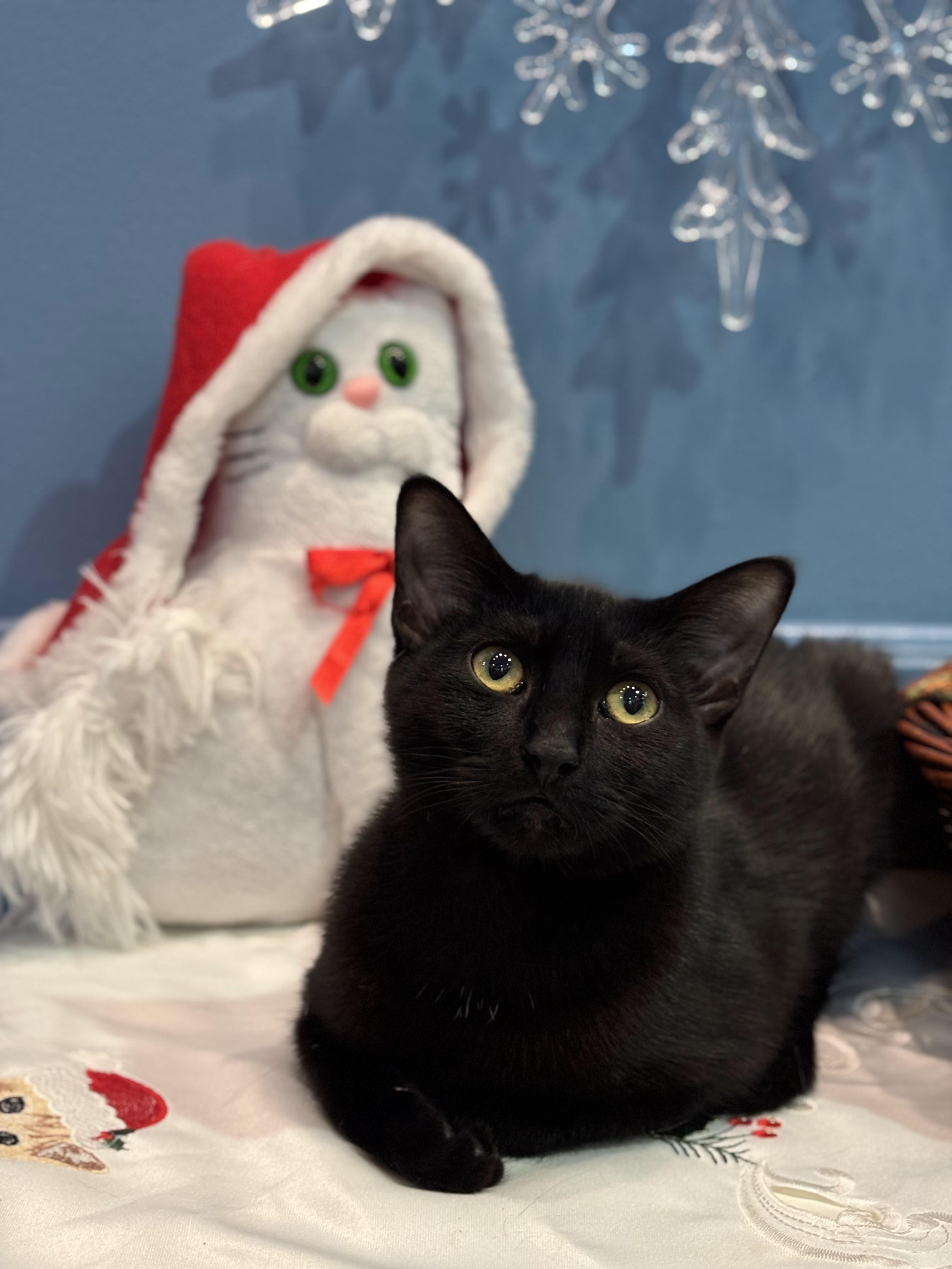 Enlarge Marceline, an adopted Domestic Short Hair in The Colony, TX image 1/2