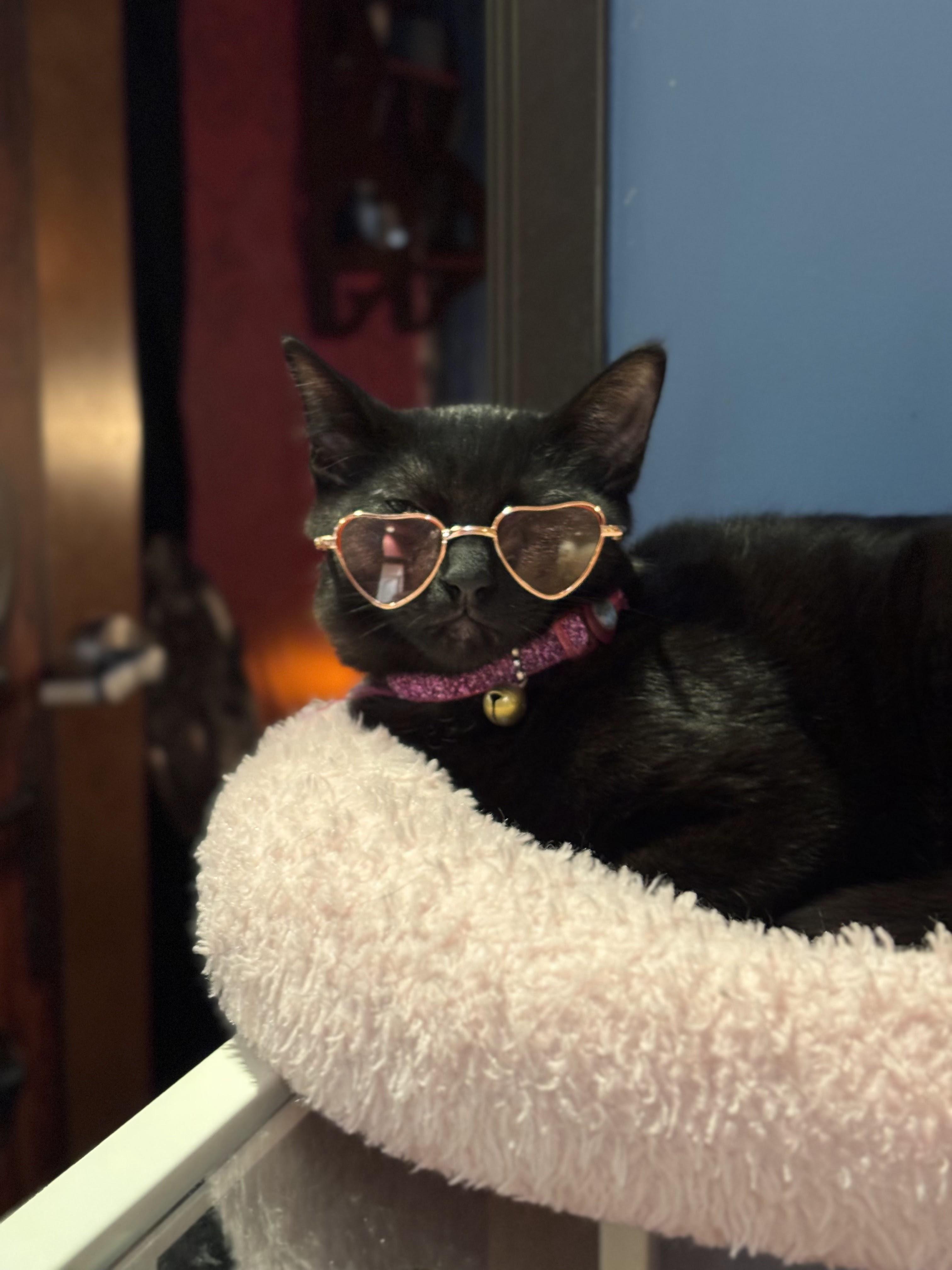 Enlarge Marceline, an adopted Domestic Short Hair in The Colony, TX image 2/2